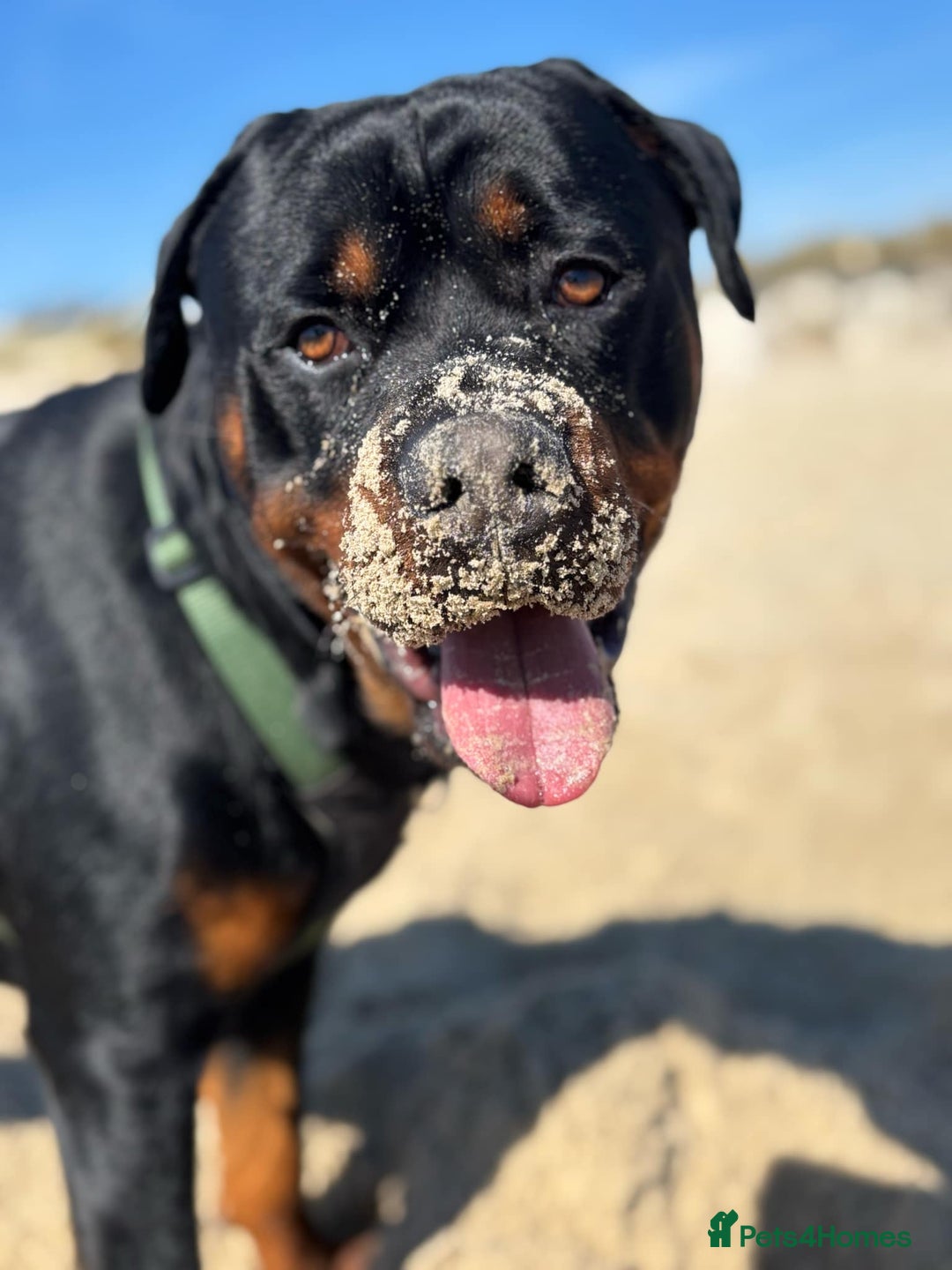 Rottweiler dogs for stud: Bear the Rottweiler - Image 3