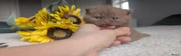 British Shorthair cats for sale: Cinnamon British Shorthair  - Advert 8