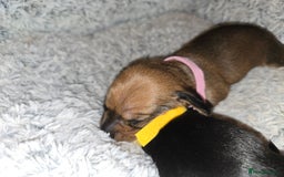 Miniature Dachshund dogs for sale: Miniature Dachshunds Seeking Forever Homes - Image 5