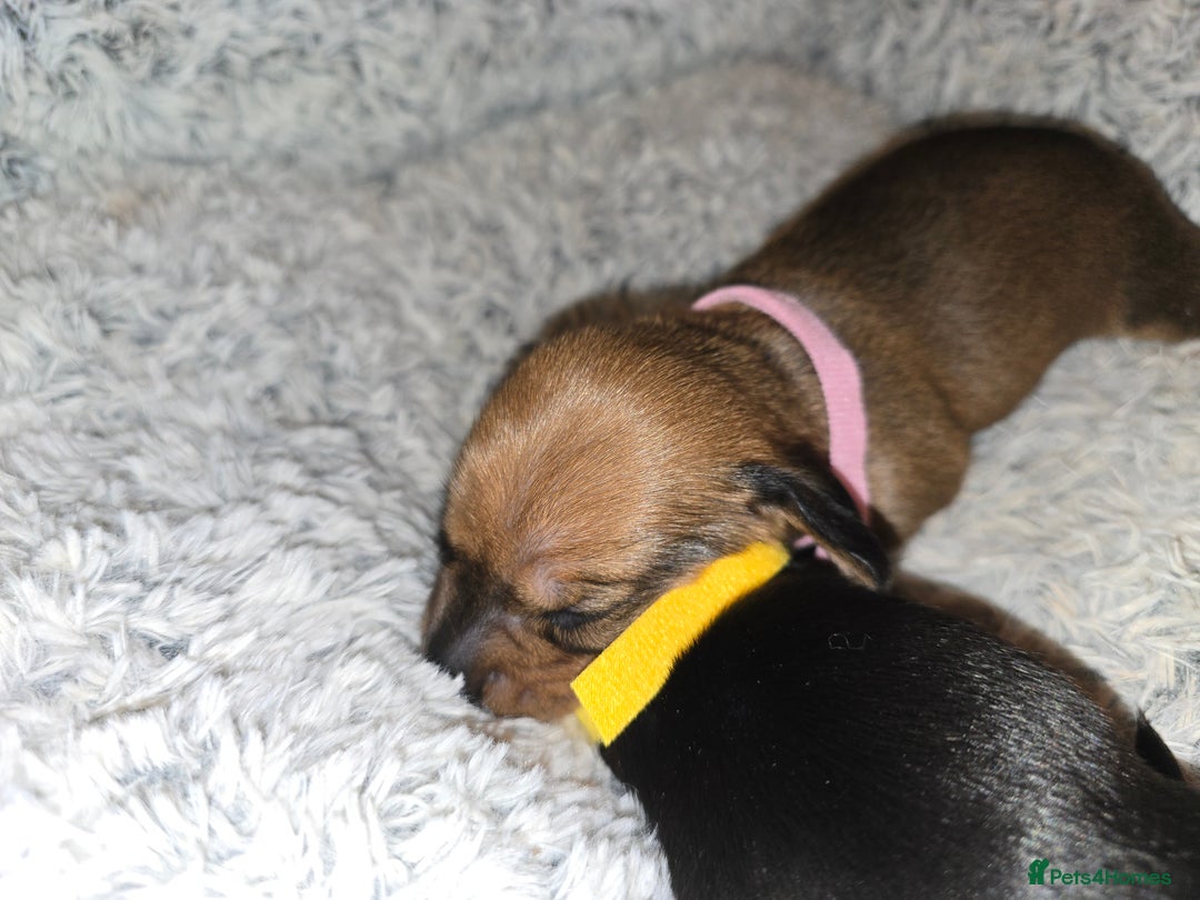 Miniature Dachshund dogs for sale: Miniature Dachshunds Seeking Forever Homes - Image 5