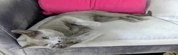 Russian Blue cats for sale: Rehoming Pasha - Advert 3