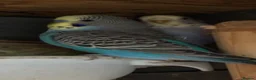 Budgerigars birds for sale: Aviary-bred Budgies’s  - Advert 4