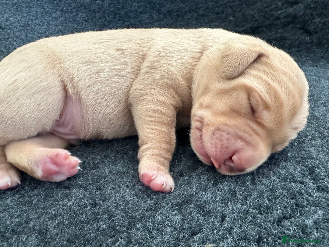 Labrador Retriever dogs for sale: Beautiful Labrador Litter - Advert 5