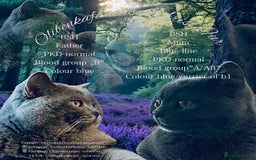 British Shorthair cats for sale: 🐾 Blue British Shorthair Kittens  🐾 - Image 11