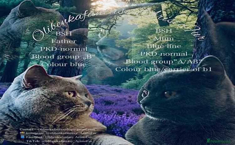 British Shorthair cats - Advert 3
