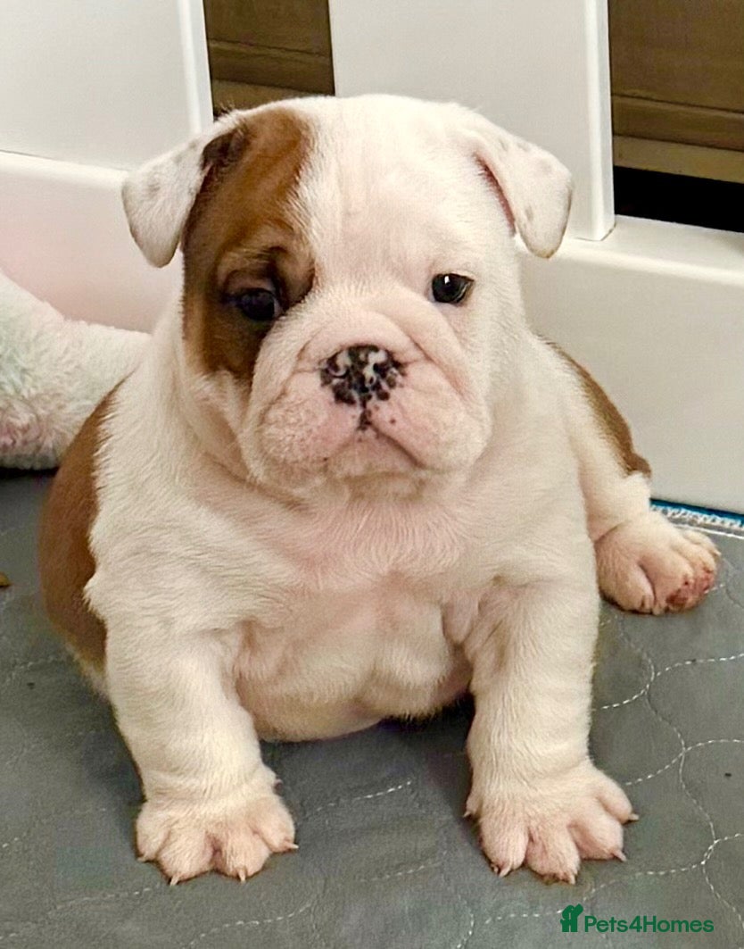 English Bulldog dogs KC British Bulldog Puppies - Advert 2