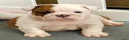 English Bulldog dogs for sale: KC British Bulldog Puppies - Advert 2