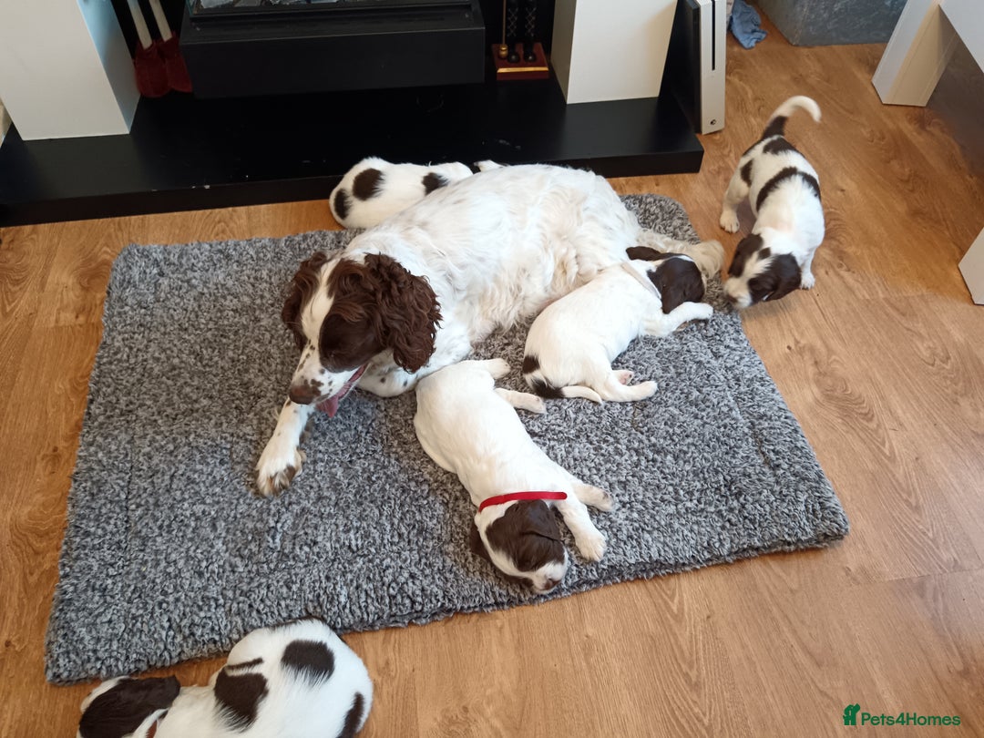 English Springer Spaniel dogs for sale: English springer spaniel  - Image 13