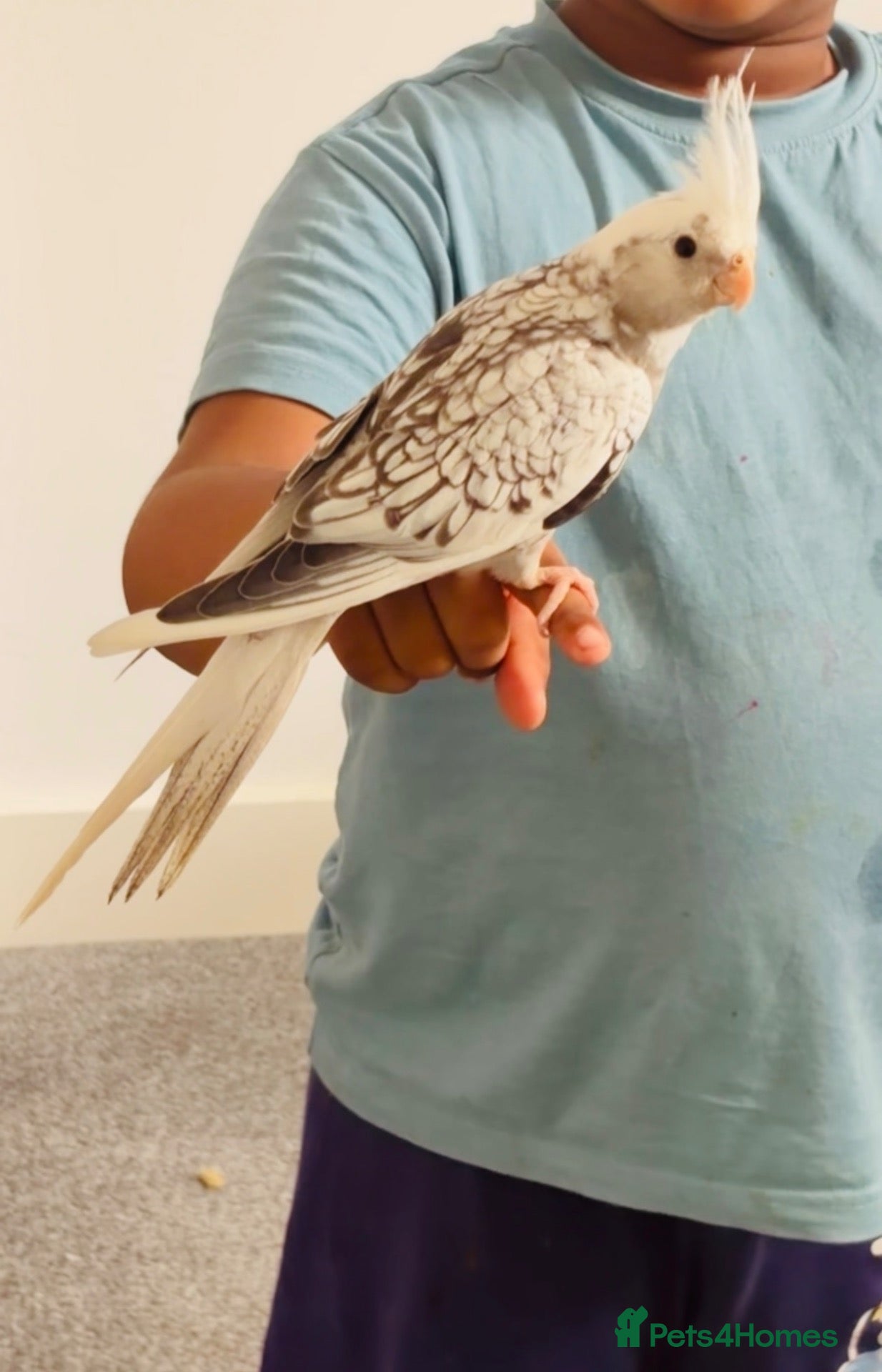 Cockatiels birds Hand Reared White Pied Baby Cockatiel - Advert 2