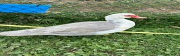 Ducks poultry for sale: Two pairs of lavender Muscovy ducks - Advert 3