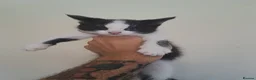 British Shorthair cats for sale: Kittens almost ready for new homes - Advert 5