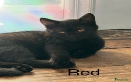 British Shorthair cats for sale: Black British Shorthair ready to go now.  - Image 4