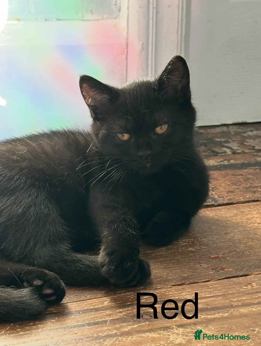 British Shorthair cats for sale: Ready now. Black British Shorthairs - Advert 3