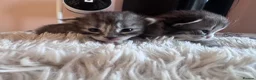 Mixed Breed cats for sale: Persian cross  in St. Neots - Advert 5