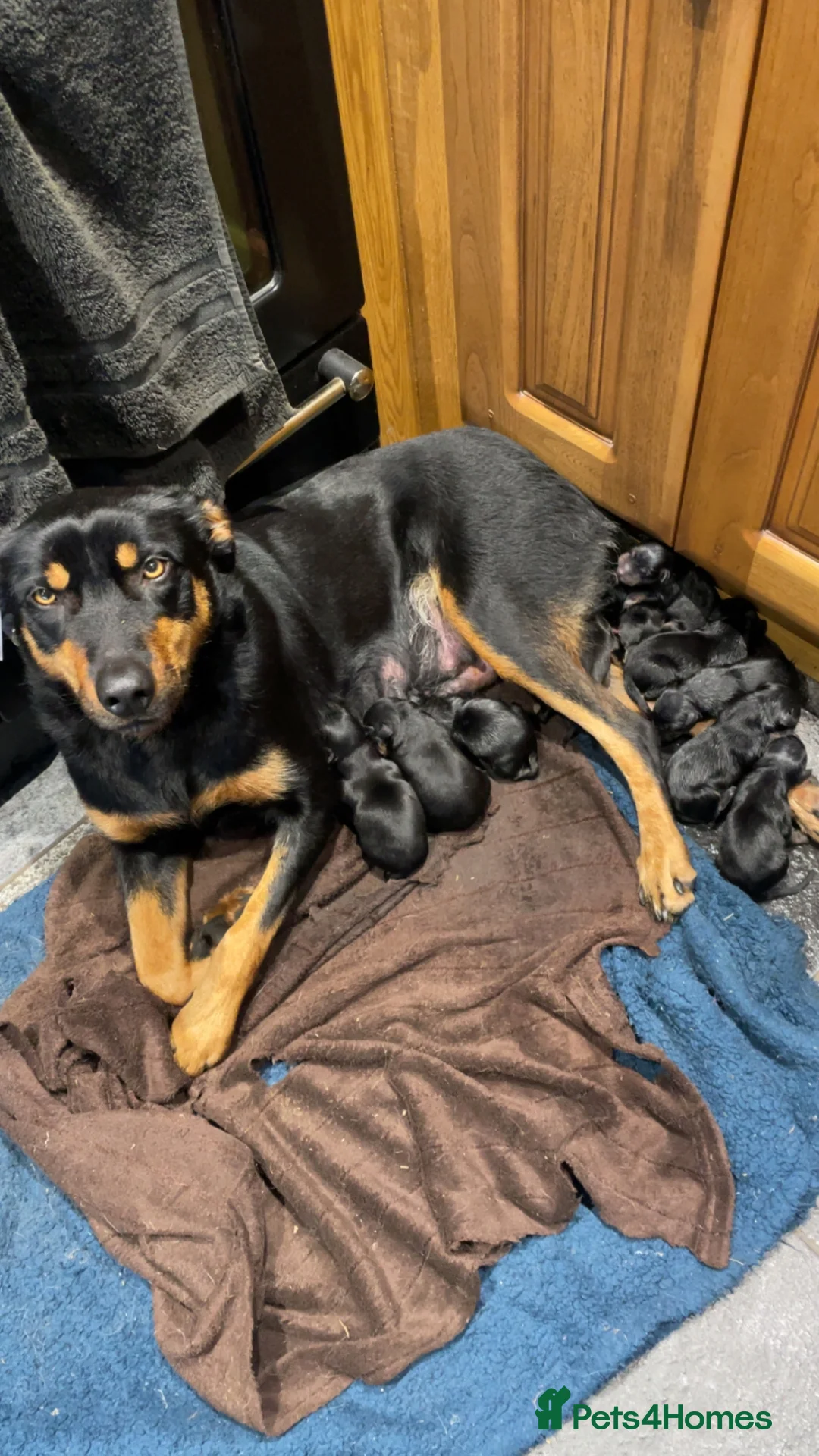 Huntaway dogs for sale: Huntaway x border collie pups  - Advert 1