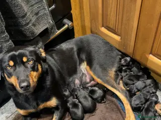 Huntaway dogs Huntaway x collie pups - Advert 4