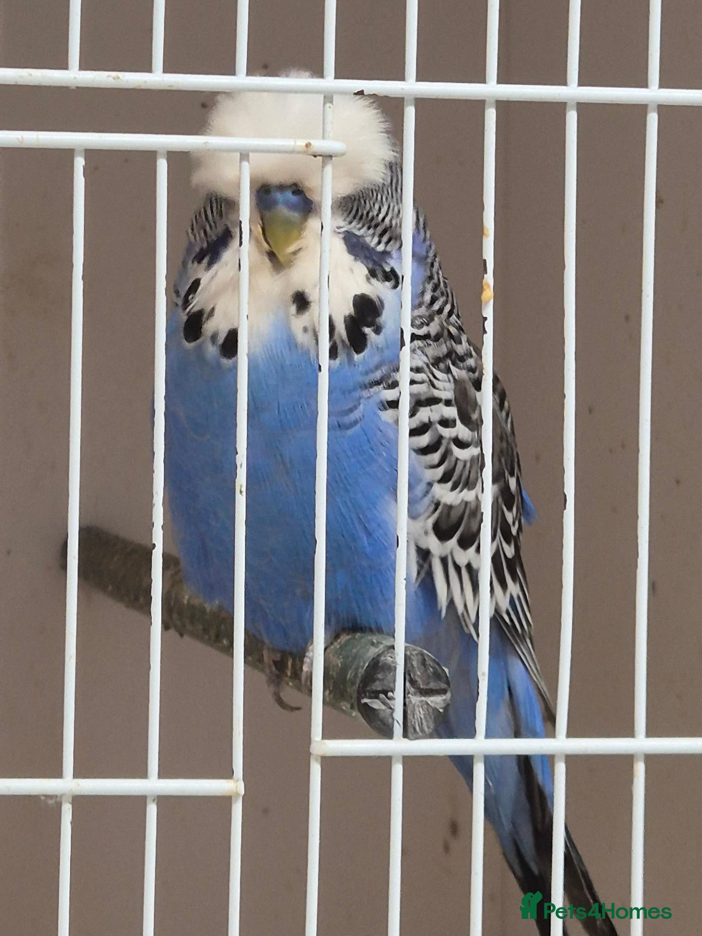 Budgerigars birds for sale: For Breeders only - Advert 2