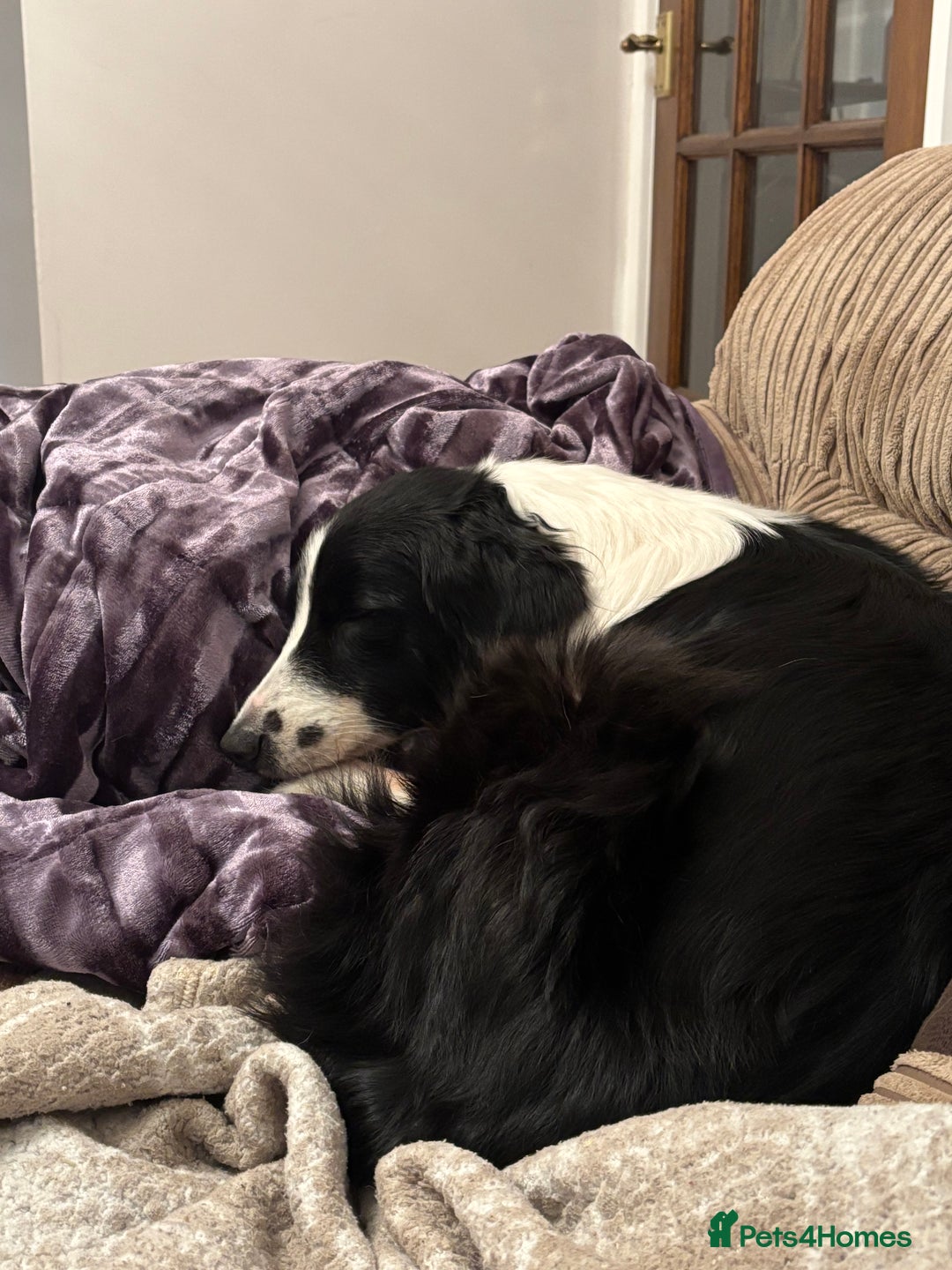 Border Collie dogs for sale: Sophie - The gorgeous Border Collie - Advert 3
