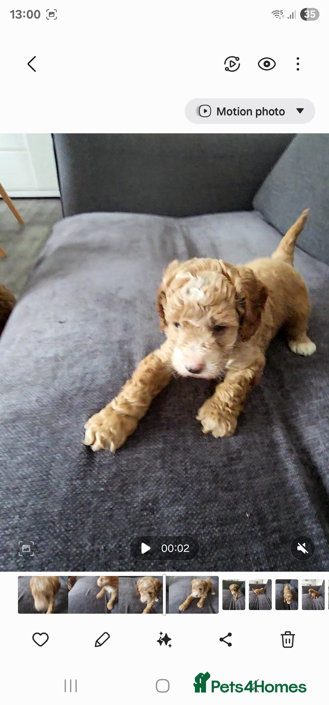 Cockapoo dogs for sale: Beautiful f2b cockapoos  - Image 4