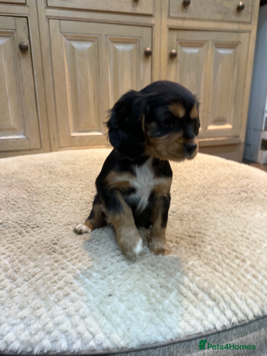 Cockalier dogs for sale: Beautiful health tested cockaliers - Advert 9