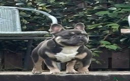 French Bulldog dogs for sale: French bulldog  - Image 4
