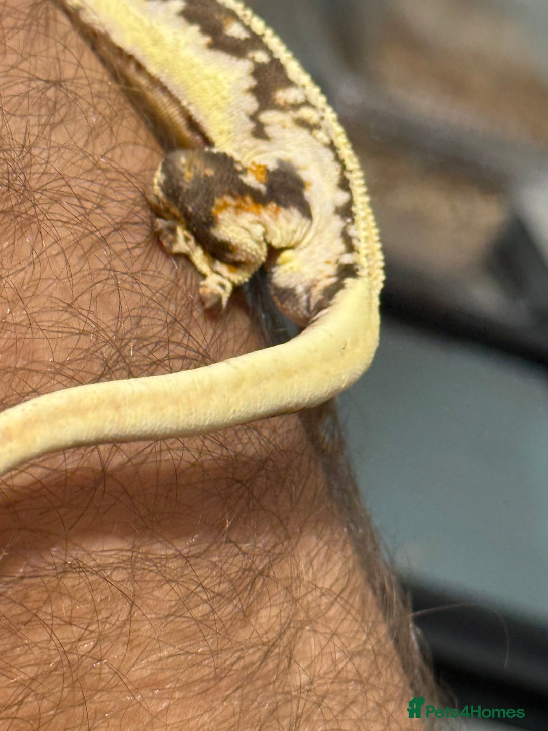 Gecko reptiles for sale: 🔥🔥 Stunning Male Lilywhite 🔥🔥 - Image 5