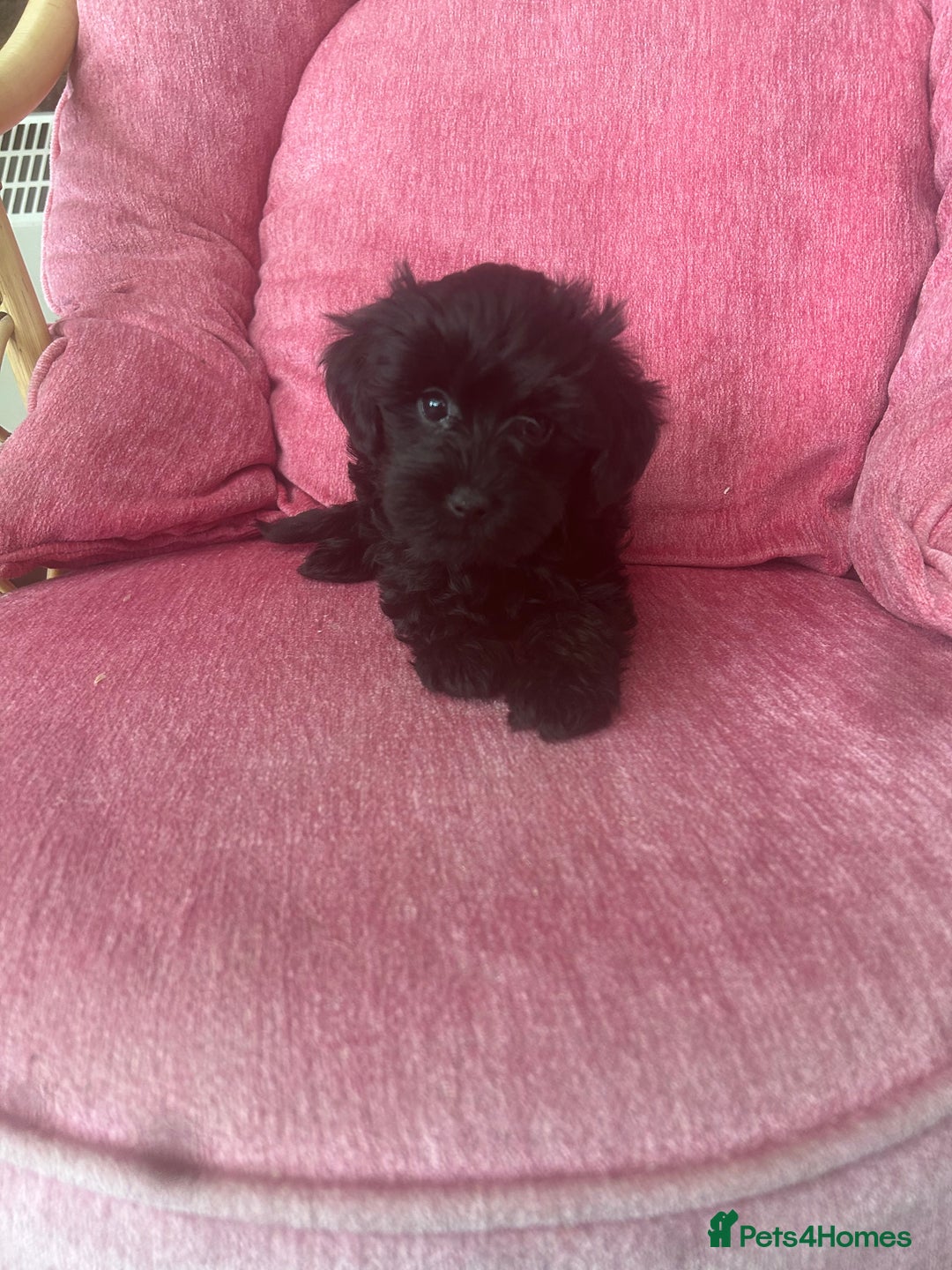 Yorkiepoo dogs for sale: Gorgeous F1 Yorkipoo puppies - Advert 1