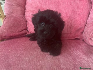Yorkiepoo dogs Gorgeous F1 Yorkipoo puppies - Advert 3