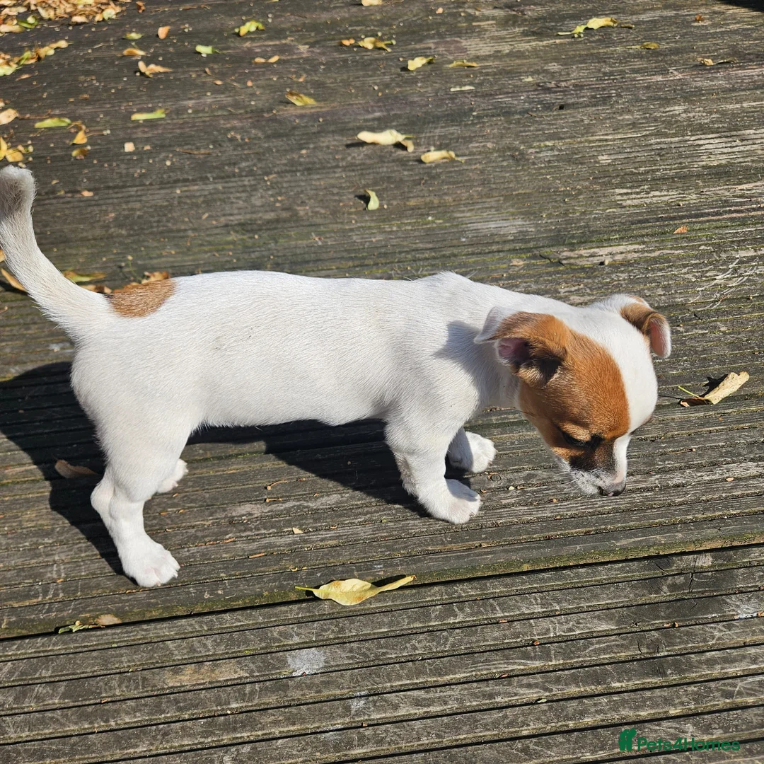 Mixed Breed dogs for sale: 11 week old puppy for sale - Advert 5