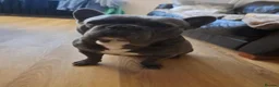 French Bulldog dogs for sale: KC REGISTERED French bulldog puppies - Advert 20