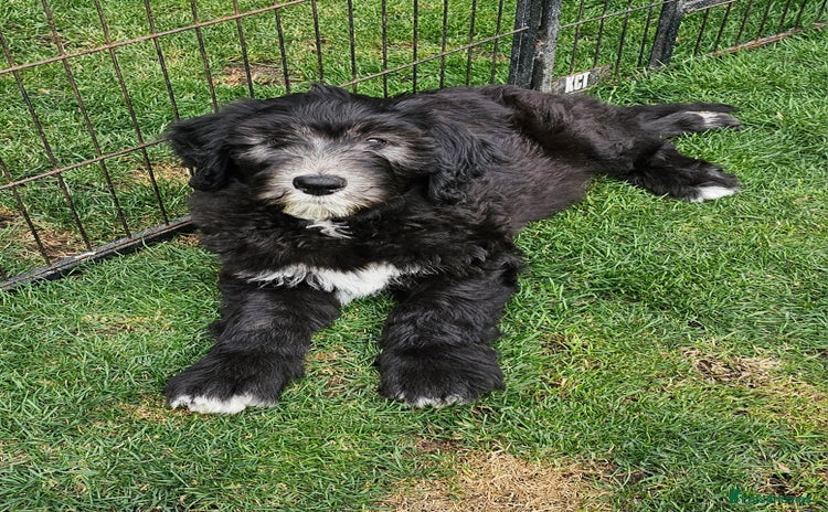 Sheepadoodle dogs - Advert 2