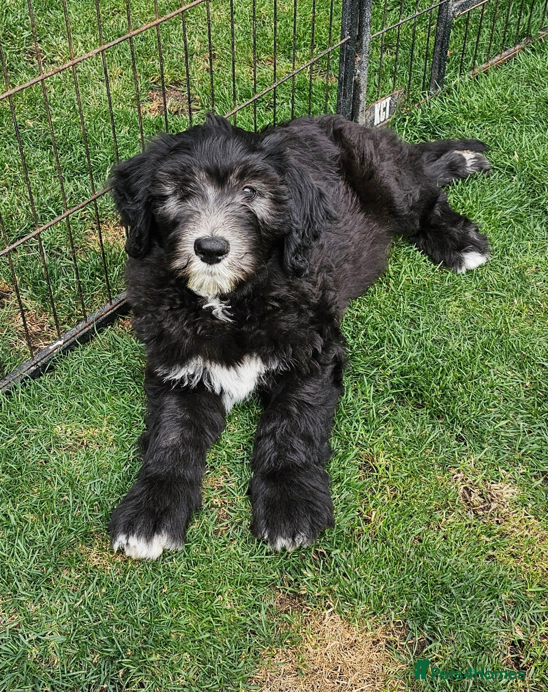 Sheepadoodle dogs for sale: Had their 1st injection and ready now - Image 1
