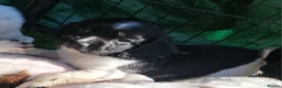 English Springer Spaniel dogs for sale: English Springer Spaniel KC Reg - working lines - Advert 4