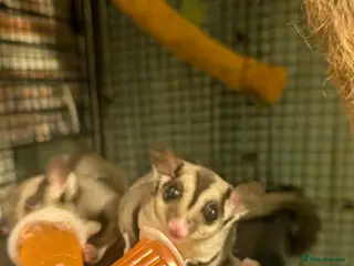 Sugar Glider rodents 2x sugar gliders for sale - Advert 1