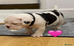 Old Tyme Bulldog dogs for sale: 🩷🩷Old Tyme Bulldog Puppies🩷🩷 - Image 21