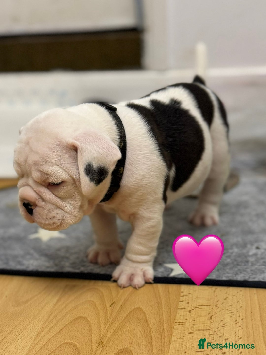 Old Tyme Bulldog dogs for sale: 🩷🩷Old Tyme Bulldog Puppies🩷🩷 - Image 21