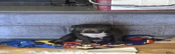Staffordshire Bull Terrier dogs for sale: Blue Staffordshire bull terrier puppies  - Advert 10