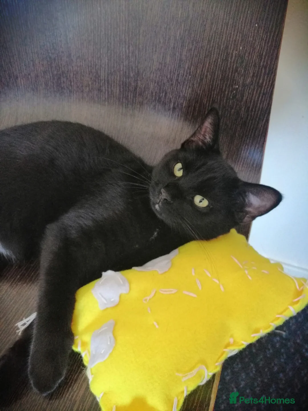 Mixed Breed cats for sale: Playful, Russian blue × British short hair  - Advert 1