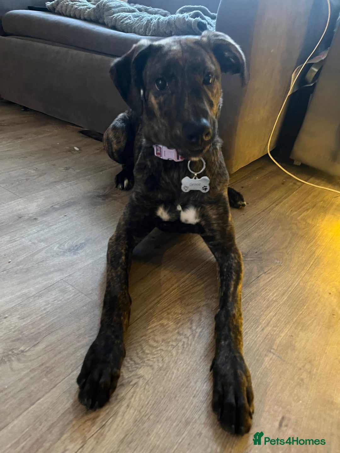 Lurcher dogs for sale: Lurcher  - Advert 2