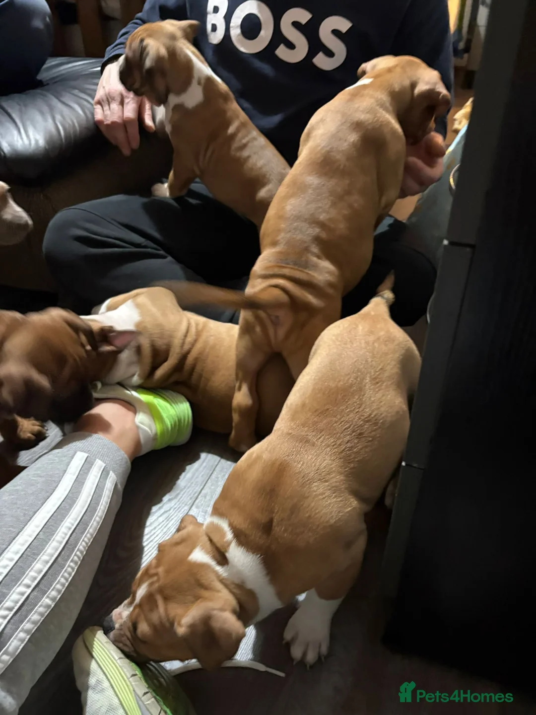 Mixed Breed dogs for sale: Beautiful boy for sale  in Coventry - Advert 2