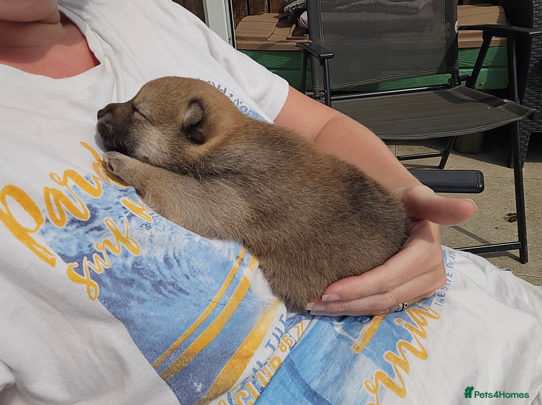 Japanese Shiba Inu dogs for sale: 4 Stunning sesame shibas pups ❤️ - Image 6