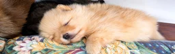 Pomeranian dogs for sale: TRUE POMERANIAN PUPPIES  - Advert 3