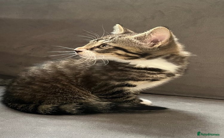 Mixed Breed cats - Advert 4