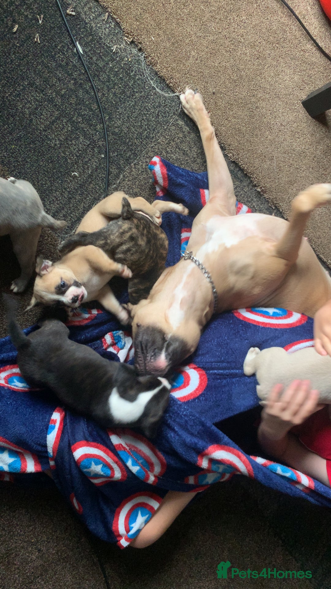 Mixed Breed dogs for sale: French bulldog x staffy - Image 9