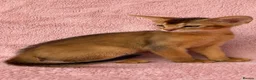 Abyssinian cats for sale: Gorgeous Abyssinian ruddy girls🤎❤️ - Advert 24