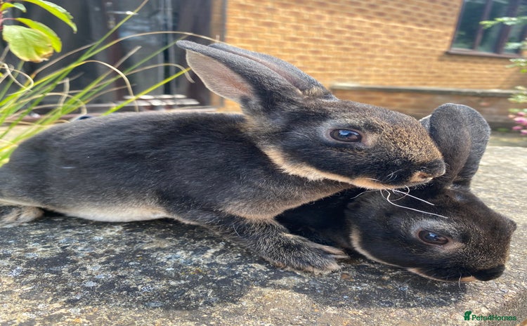 Rex rabbits - Advert 1