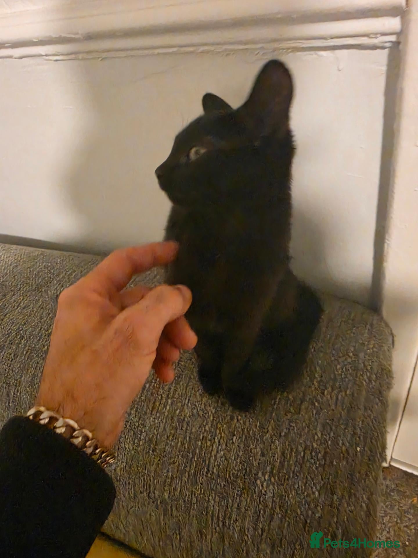 Mixed Breed cats 6 months old kitten for sale  - Advert 3