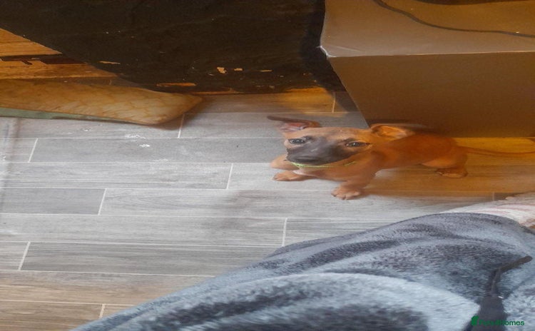 Whippet dogs  Reduced Kc registered whippet pups 1 boy left - Advert 1