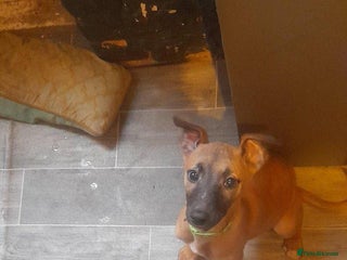 Whippet dogs Reduced Kc registered whippet pups 1 boy left - Advert 15