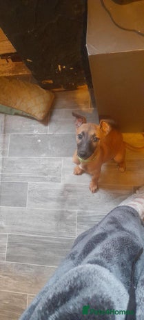 Whippet dogs Reduced Kc registered whippet pups 1 boy left - Advert 1